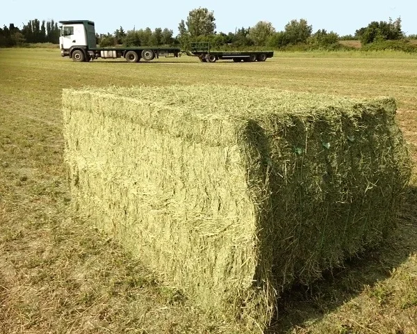 Balle di fieno di prateria da 500 kg / Ordine minimo 4 balle