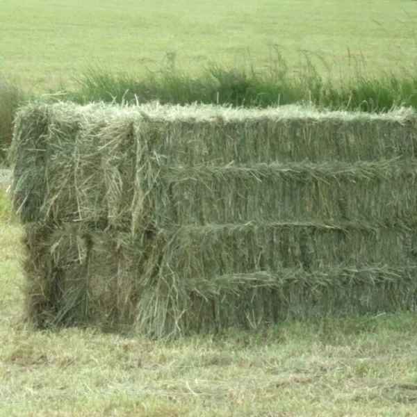 Fieno di prato tonnellata / Ordine minimo 4 tonnellate